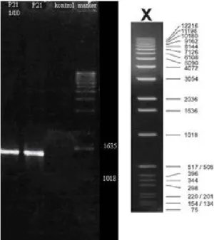 Şekil  2.  Pseudomonas geninin Tgo DNA  polimeraz ile amplifikasyonu 