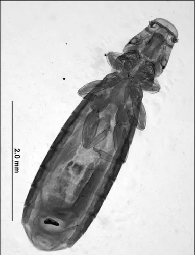 Şekil 2. Ricinus elongatus, dişi, baş, mandibula, maxiller palpler  ve pulvinus, orijinal