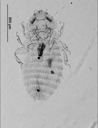 Figure 2. Menacanthus pusillus; a. female from Motacilla flava  b. male from Anthus spinoletta, original   