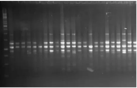 Figure 1. Image of Sola-4 primer (ISSR) 
