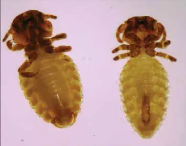 Figure 3. Trichodectes pinguis, male genitalia, original