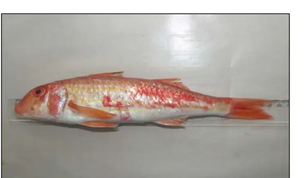 Şekil 2. 30.3 cm toplam boya (çatal boy 27.2 cm) ve 314.00 g ağırlığa sahip tekir balığı 