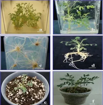 Şekil  1.  A.  trojanus’da  in  vitro  klonal  çoğaltım:  a.  0.5  mg/L  BAP  içeren  WPM  besin  ortamında  gelişen  sürgünler, b-c-d Gelişen sürgünlerin 3 mg/L IBA içeren WPM besin ortamında kök gelişimi, e-f