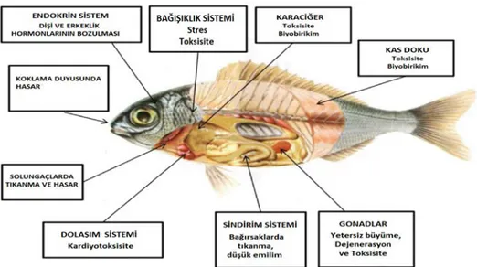 Şekil 2. Mikroplastiklerin balık üzerindeki başlıca etkileri 