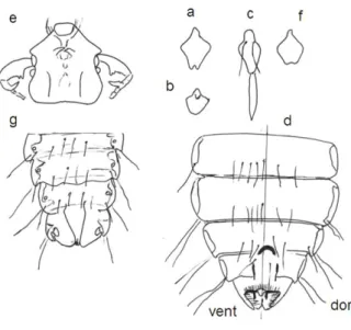 Şekil 2. Pectinopygus forficulatus. 