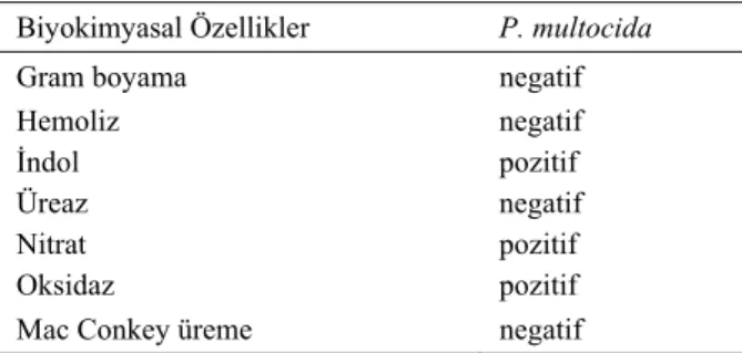 Tablo 1. Pasteurella multocida türünün identifikasyon kriterleri  Biyokimyasal Özellikler  P