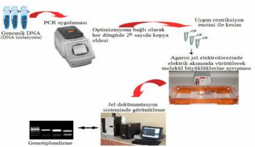 Şekil 2.5. RFLP analiz tekniği aşamaları (Aytekin, 2011) 