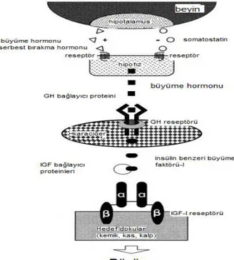 Şekil  2.6.  Büyümenin  endokrin  sistemde  düzenlenmesinin  genel  şeması  (Moriyama  ve  ark.,  2000)  [Transmembran  reseptörü  hipotalamik  hormon,  büyüme  hormonu  ve  insülin  benzeri  büyüme  faktörü-I 