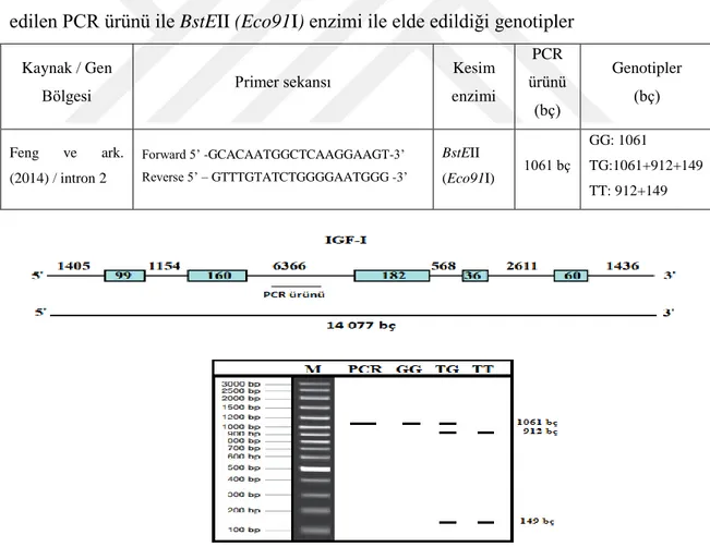 Çizelge 3.1. IGF-I geninde PCR ile çoğaltılmış gen bölgesi, kullanıldığı primerler, elde  edilen PCR ürünü ile BstEII (Eco91I) enzimi ile elde edildiği genotipler 
