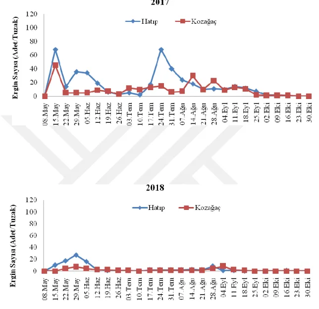 Şekil 4.4. Meram ilçesinde Cydia pomonella’nın 2017-2018 yıllarındaki popülasyon gelişimi 