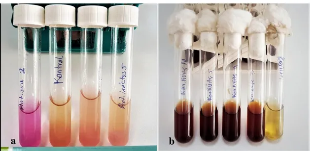 Şekil 4. 7. Bakterilerin arginin dehidrolaz ve eskulin testine verdikleri reaksiyonlar a) arginin dehidrolaz  testine tepki veren AS2 nolu izolat pozitif, kontrol ve AN3, Aİ5 nolu izolatlar negatif reaksiyon b) eskulin  hidrolizi testine tepki veren KKÜAÇ1