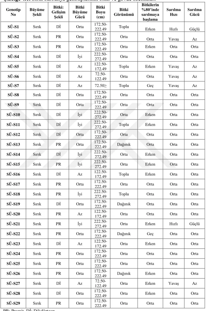 Çizelge 4.1. Sırık barbunya genotiplerinin bitki ve gövde özellikleri   Genotip  No  Büyüme ġekli  Bitki:  GeliĢim  ġekli  Bitki  Büyüme Gücü  Bitki Boyu (cm)  Bitki  Görünümü  Bitkilerin  %80’inde sarılmaya  baĢlama  Sarılma Hızı  Sarılma Gücü  SÜ-S1  Sır
