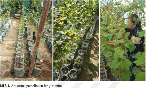 Şekil 3.4. Araştırma parselinden bir görünüm 
