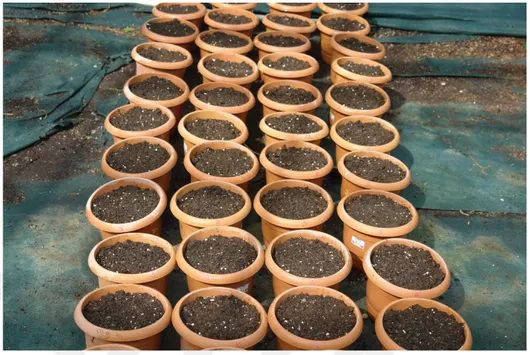ġekil 3.1. Serada ekim işlemi gerçekleştirilen Festuca arundinacea bitkilerinin görüntüsü 
