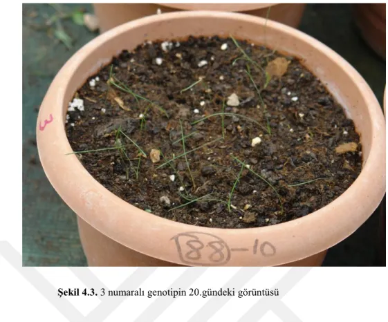 ġekil 4.3. 3 numaralı genotipin 20.gündeki görüntüsü 