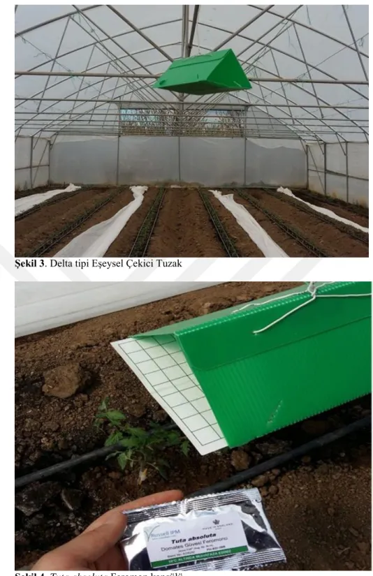 Şekil 3. Delta tipi Eşeysel Çekici Tuzak 