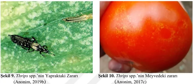 Şekil 9. Thrips spp.’nin Yapraktaki Zararı           Şekil 10. Thrips spp.’nin Meyvedeki zararı  