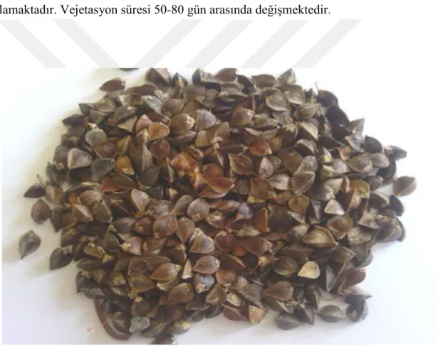 Şekil 3.1. Karabuğday (Fagopyrum esculentum Moench) tohumlarına ait bir görüntü 