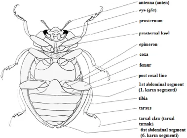 Şekil 1. Coccinellidae ergininin ventralinden vücut kısımlarının görünüşü  (Anonymous, 2019a) 