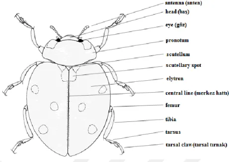 Şekil 2. Coccinellidae ergininin dorsalinden vücut kısımlarının görünüşü  (Anonymous, 2019b) 