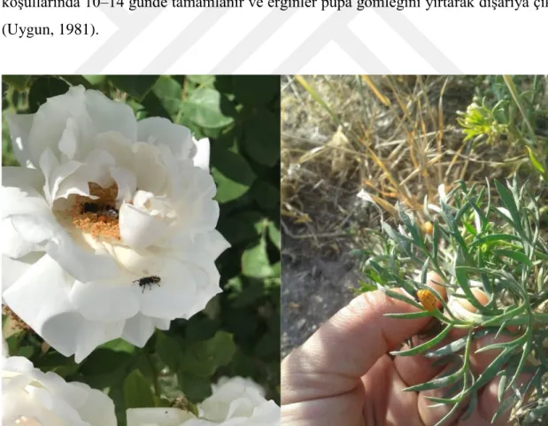 Şekil 4. Rosa sp. üzerindeki Coccinellidae larvası ve yabancı ot üzerindeki Coccinellidae pupası (orj.) 