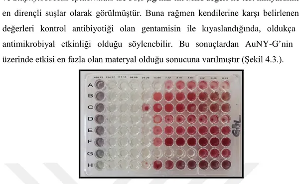 Şekil 4.3. AuNY-G antimikrobiyal sonuçları 