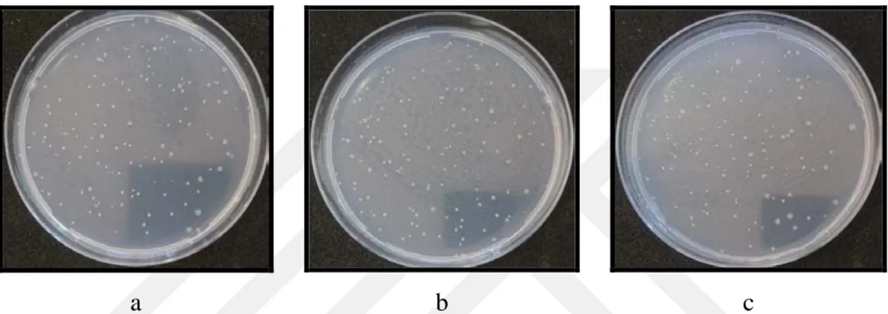 Şekil  4.7.  a)  AuNY-K  38 µg/plak doz uygulanan plak b)  AuNY-K  19 µg/plak doz uygulanan plak c)  AuNY-K  9,5 µg/plak doz uygulanan plak (Salmonella typhimurium  TA 100  suşları,  S9  karışımı  yokluğunda) 