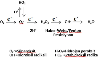 ġekil 2.1. Oksijenin seviyeli indirgenmesiyle oluşan AOT‟ların kimyası (Desikan ve ark., 2005)‟den  modifiye edilerek kullanılmıştır