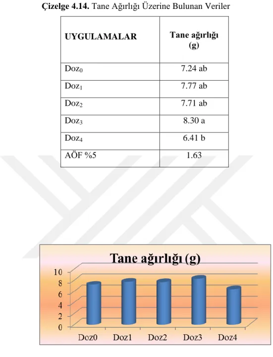 ġekil 12. Tane Ağırlığı Üzerine Uygulamaların Etkisi 