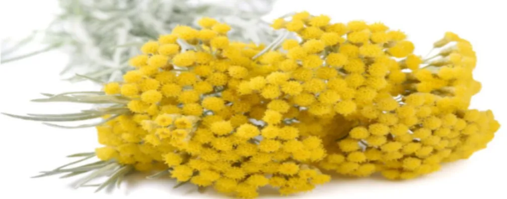 Şekil 2.4. Altın otu (Helichrysum arenarium) bitkisine ait bir fotoğraf