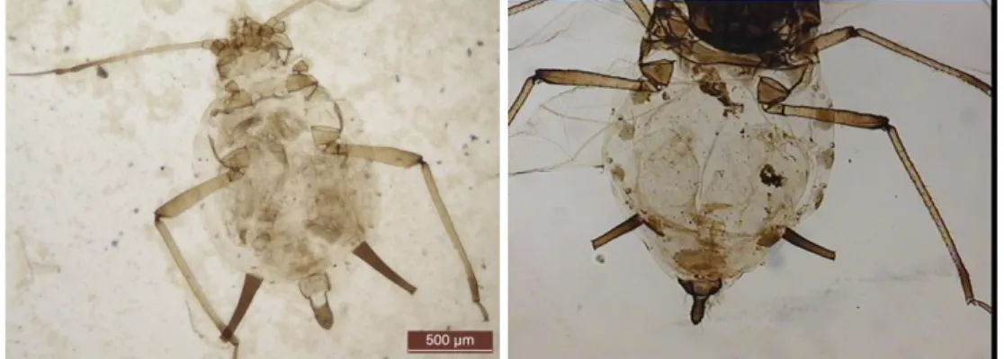 Şekil 4.6 Aphis pomi De Geer’nin kanatsız ve kanatlı bireyi   Yayılış Alanları 