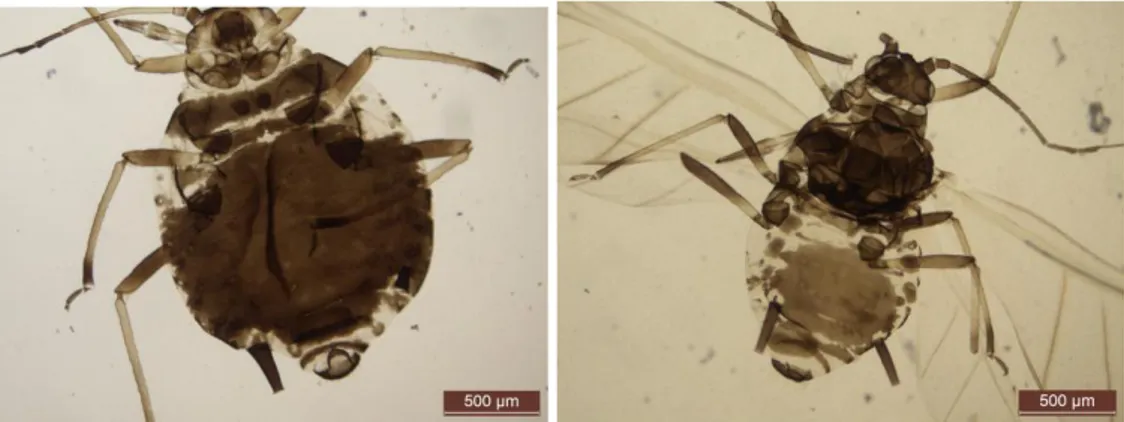 Şekil  4.11  Brachycaudus  (Prunaphis)  cardui  (Linnaeus)’nin  katasız  ve  kanatlı  bireyi 