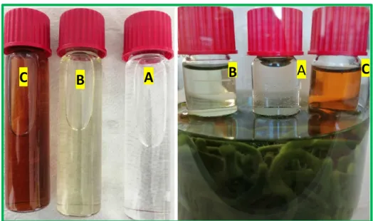 Foto 3. Kolloidal gümüş nanopartikküller. Codium fragile'ın sulu ekstraktı ile gümüş NP  sentezleme