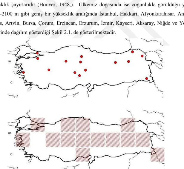 ġekil 2.1. KamıĢsı yumağın (Festuca arundinacea Schreb.) Türkiye üzerinde dağılımı  (Tubives, 2017) 