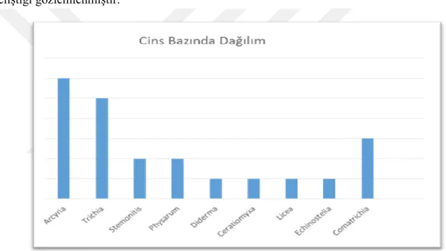 Şekil 5. 2. Cins Bazında Dağılım Tablosu 