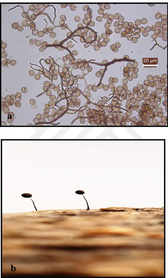 Şekil  5.1.1.2.  Comatricha  nigra  a.  Capillitium  ve  sporlarının  mikroskobik  görünümü  b.Canon 100 mm lensle görünümü  