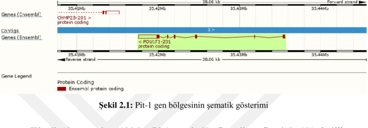 ġekil 2.1: Pit-1 gen bölgesinin şematik gösterimi 