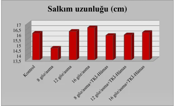 ġekil 4.12.1. Farklı düzeyde ürün yükü (Ģarj) ve Hümik asit uygulamasının salkım uzunluğu  üzerine etkileri 