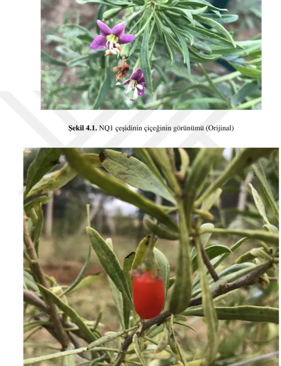Şekil 4.2. NQ1 çeşidinin bitkisinin ve meyvesinin görünümü (Orijinal)