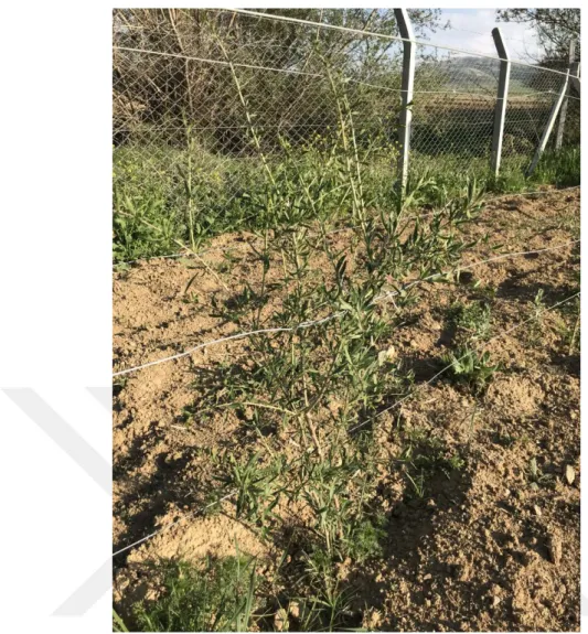 Şekil 4.12. Damaye çeşidinin bitki görünümü (Orijinal)