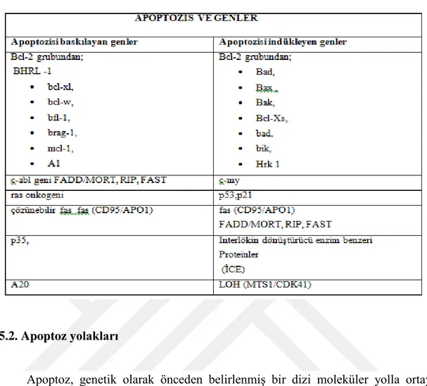 Tablo 3.2. Apoptozu baskılayan ve indükleyen genler (Öktem ve ark., 2001) 