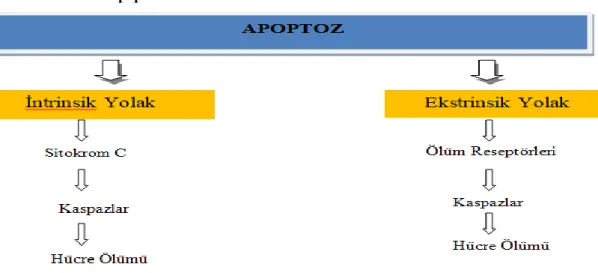 Tablo 2.3. Apoptoz Yolakları 