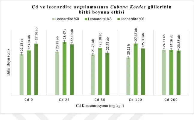 Şekil 4. 1. Cd ve Leonardit uygulamasının Cubana Kordes güllerinin bitki boyuna etkisi