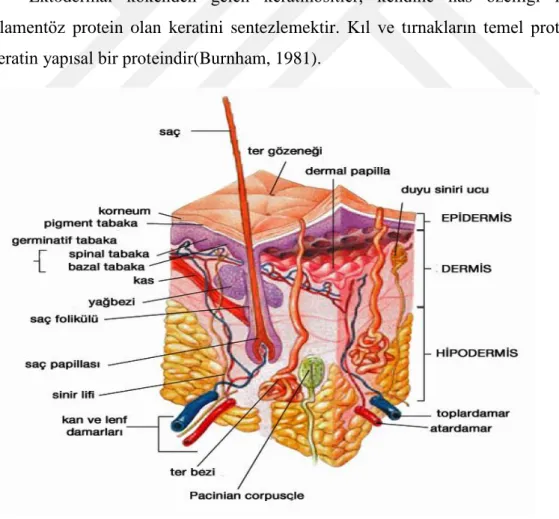 Şekil 12. Derinin şematik gösterimi 