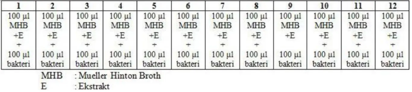 Şekil 3.9.2. Bakteri süspansiyonunun ilavesi