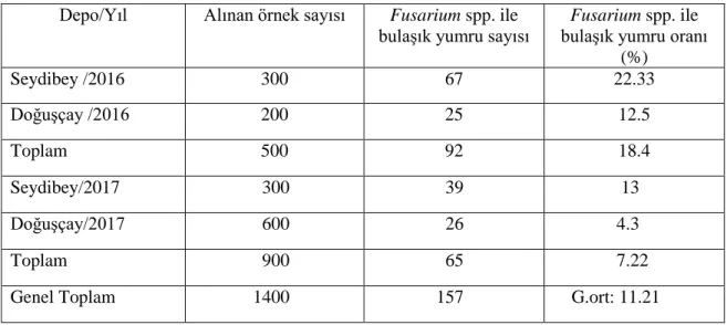 Çizelge 4.5. Makroskobik olarak hastalıklı  kabul edilen patates yumrularından yapılan izolasyonlar  sonucu Fusarium spp