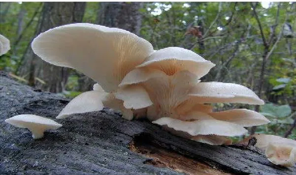 Şekil 2.10. Kütük üzerinde bir pleurotus ostreatus, (Islam, 2013) 