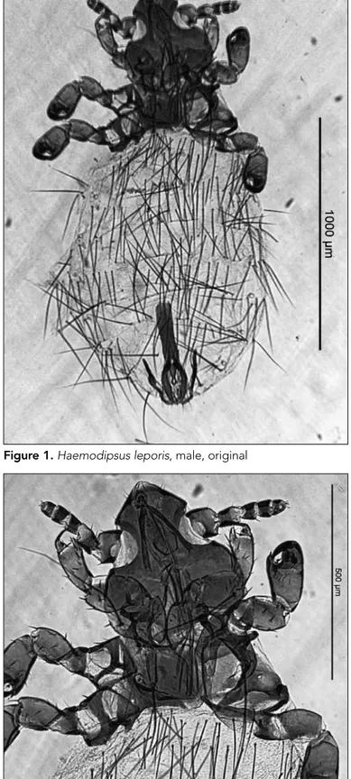 Figure 1. Haemodipsus leporis, male, original