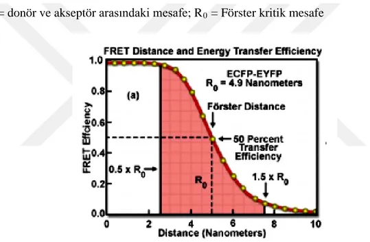 Şekil 1.13. FRET mesafesi ve enerji transfer verimliliği (Kremers ve ark., 2006). 