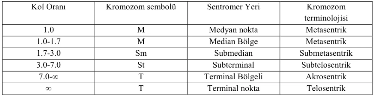 Tablo 1.1. Sentromer yerlerine göre kromozomların adlandırılması  (Levan ve ark., 1964) 